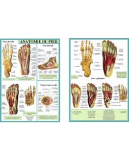 Anatomie du pied (Planche A4 double)
