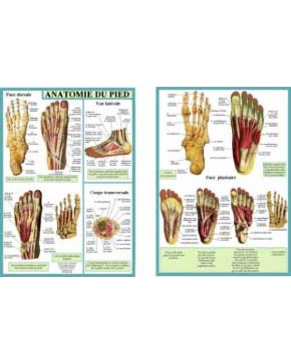 Anatomie du pied (Planche A4 double)