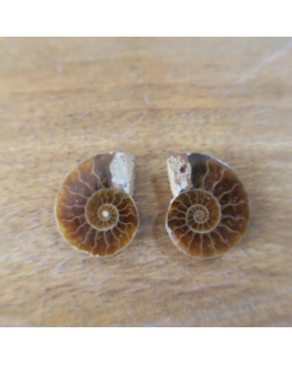 Paire d'ammonite