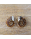 ammonites la paire
