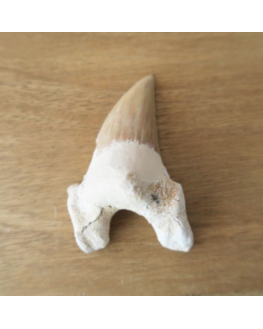 Dent de requin fossile  pièce unique