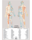 Planches - Système lymphatique A