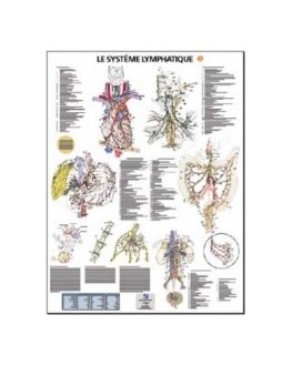 Planches - Système lymphatique B (poster 57 x 77)