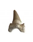 Dent de requin fossile  pièce unique